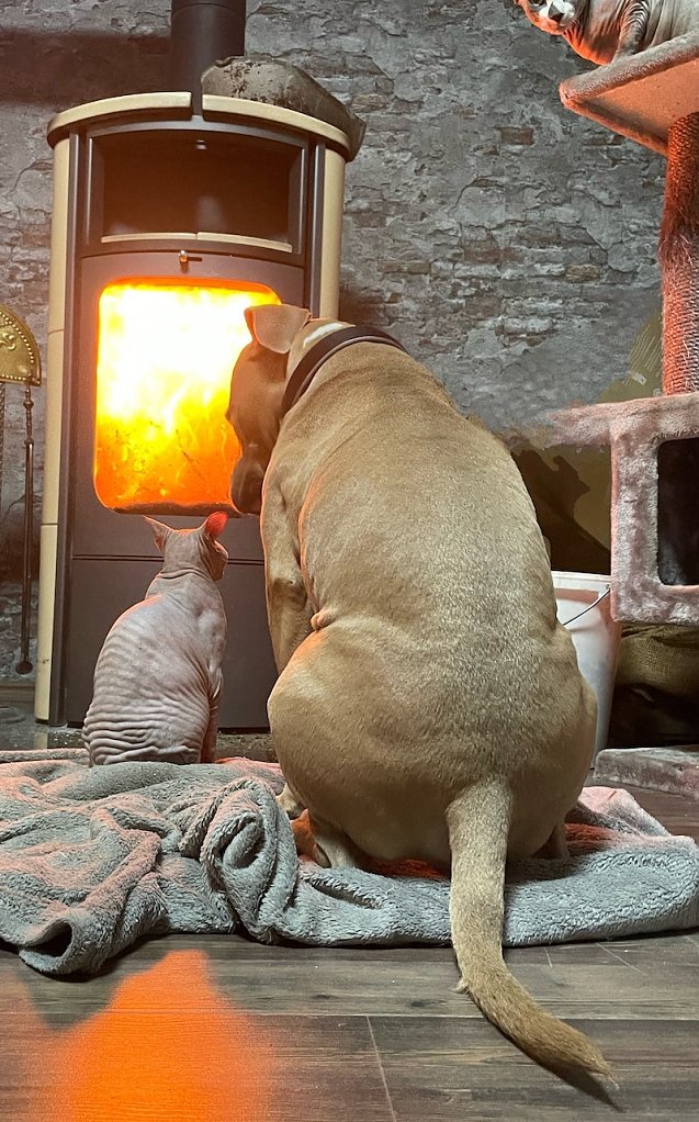 Bild: Kuscheln vorm Kamin 