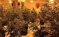 Cannabis-Plantage in Kirchworbis (LPI Nordhausen )