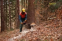 Baumf&auml;llung (Foto: Forstamt Oldisleben)