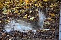 Herbstfarben am Panoramaweg bei Blankenburg (Foto: Peter Blei)