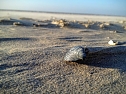 Unterwegs auf Ameland: Muschel (Foto: S. Schedwill) Unterwegs auf Ameland: Muschel (Foto: S. Schedwill)