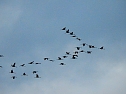 Flugshow der Kraniche (Foto: Peter Blei)