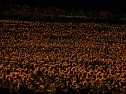 Sonnenblumen ohne Ende (Foto: Peter Blei)