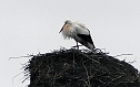 Erster Storch in der Goldenen Aue (Foto: Ulrich Reinboth) Erster Storch in der Goldenen Aue (Foto: Ulrich Reinboth)