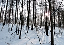 Wintergr&uuml;&szlig;e (Foto: Ch. Wiesemann)