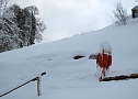 Wintergr&uuml;&szlig;e (Foto: Ch. Wiesemann)