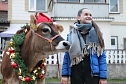 Adventsausflug mit dem Ochsen Tabaluga (Foto: S.Dietzel)