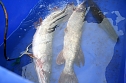 Fische umgesetzt (Foto: U. Reinboth ) Fische umgesetzt (Foto: U. Reinboth )