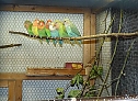 Vogelausstellung in Sondershausen (Foto: Karl-Heinz Herrmann) Vogelausstellung in Sondershausen (Foto: Karl-Heinz Herrmann)