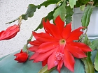 tolles rot !