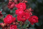 Bild: Saisonabschluss im Rosarium (Foto: P.Blei)
