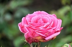 Bild: Saisonabschluss im Rosarium (Foto: P.Blei)