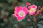 Bild: Saisonabschluss im Rosarium (Foto: P.Blei)