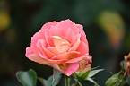 Bild: Saisonabschluss im Rosarium (Foto: P.Blei)