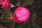 Bild: Saisonabschluss im Rosarium (Foto: P.Blei)