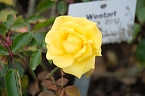 Bild: Saisonabschluss im Rosarium (Foto: P.Blei)
