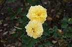 Bild: Saisonabschluss im Rosarium (Foto: P.Blei)