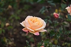 Bild: Saisonabschluss im Rosarium (Foto: P.Blei)