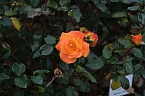 Bild: Saisonabschluss im Rosarium (Foto: P.Blei)
