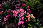 Bild: Saisonabschluss im Rosarium (Foto: P.Blei)