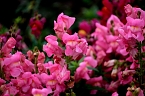 Bild: Saisonabschluss im Rosarium (Foto: P.Blei)