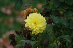 Bild: Saisonabschluss im Rosarium (Foto: P.Blei)
