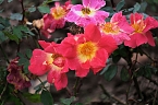 Bild: Saisonabschluss im Rosarium (Foto: P.Blei)