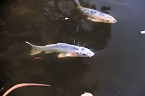 Bild: Saisonabschluss im Rosarium (Foto: P.Blei)