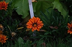 Bild: Saisonabschluss im Rosarium (Foto: P.Blei)