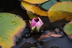 Bild: Saisonabschluss im Rosarium (Foto: P.Blei)