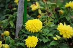 Bild: Saisonabschluss im Rosarium (Foto: P.Blei)