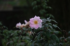 Bild: Saisonabschluss im Rosarium (Foto: P.Blei)