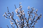 Fr&uuml;hling am Stausee  (Foto: U. Reinboth )