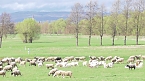Fr&uuml;hling am Stausee  (Foto: U. Reinboth )