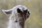 Unstrut-Lamas in Herbsleben (Foto: Eva Maria Wiegand)