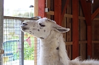 Unstrut-Lamas in Herbsleben (Foto: Eva Maria Wiegand)