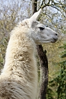 Unstrut-Lamas in Herbsleben (Foto: Eva Maria Wiegand)