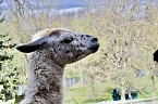 Unstrut-Lamas in Herbsleben (Foto: Eva Maria Wiegand)