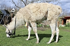 Unstrut-Lamas in Herbsleben (Foto: Eva Maria Wiegand)