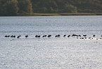 Erster Besuch der Saison (Foto: Peter Blei)