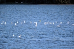 Erster Besuch der Saison (Foto: Peter Blei)