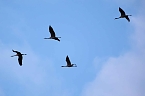 Erster Besuch der Saison (Foto: Peter Blei)