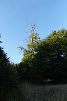 Peter Blei beim Waldspaziergang (Foto: Peter Blei)
