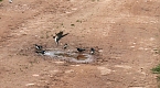 Vogelbeobachtung am Stausee Kelbra (Foto: Ulrich Reinboth) Vogelbeobachtung am Stausee Kelbra (Foto: Ulrich Reinboth)