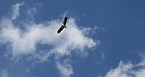Vogelbeobachtung am Stausee Kelbra (Foto: Ulrich Reinboth) Vogelbeobachtung am Stausee Kelbra (Foto: Ulrich Reinboth)