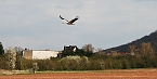 Vogelbeobachtung am Stausee Kelbra (Foto: Ulrich Reinboth) Vogelbeobachtung am Stausee Kelbra (Foto: Ulrich Reinboth)