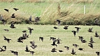 Vogelbeobachtung am Stausee Kelbra (Foto: Ulrich Reinboth) Vogelbeobachtung am Stausee Kelbra (Foto: Ulrich Reinboth)