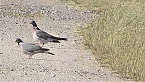 Vogelbeobachtung am Stausee Kelbra (Foto: Ulrich Reinboth) Vogelbeobachtung am Stausee Kelbra (Foto: Ulrich Reinboth)