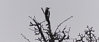 Vogelbeobachtung am Stausee Kelbra (Foto: Ulrich Reinboth) Vogelbeobachtung am Stausee Kelbra (Foto: Ulrich Reinboth)