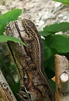 Fr&uuml;hlingserwachen im Garten mit Zauneidechse (Foto: S. Boikat)